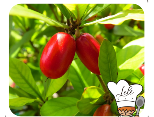 miracle berry