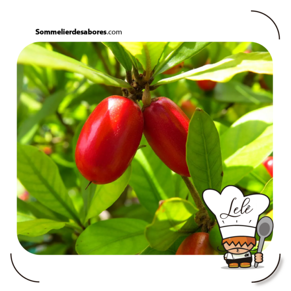 miracle berry